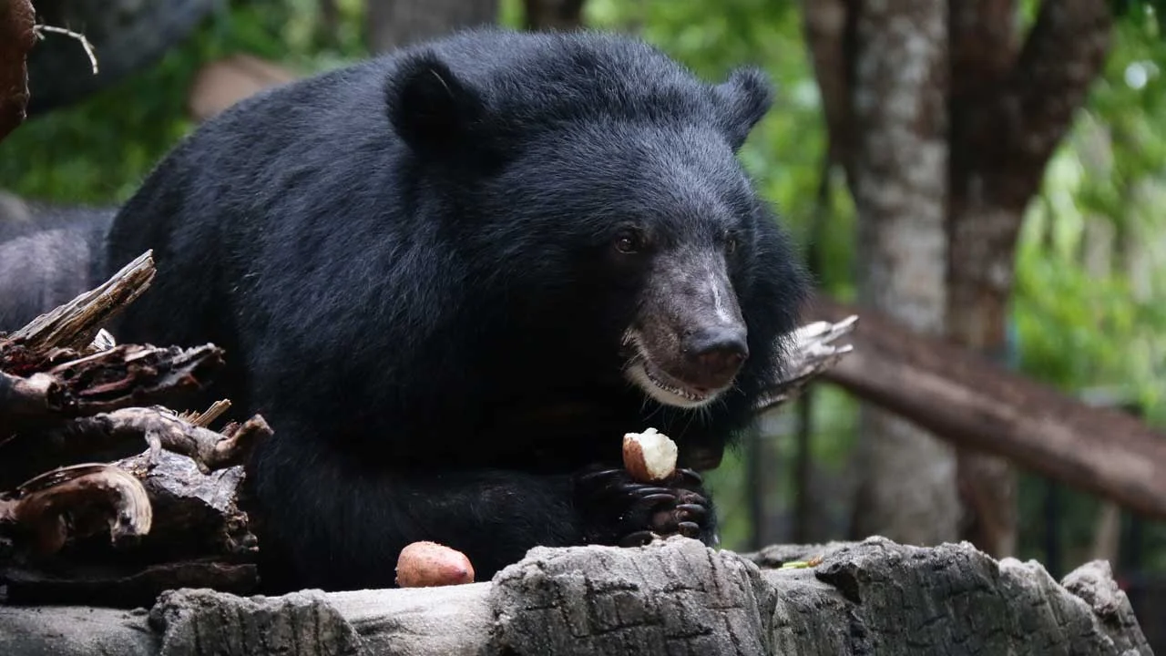 Black Bear
