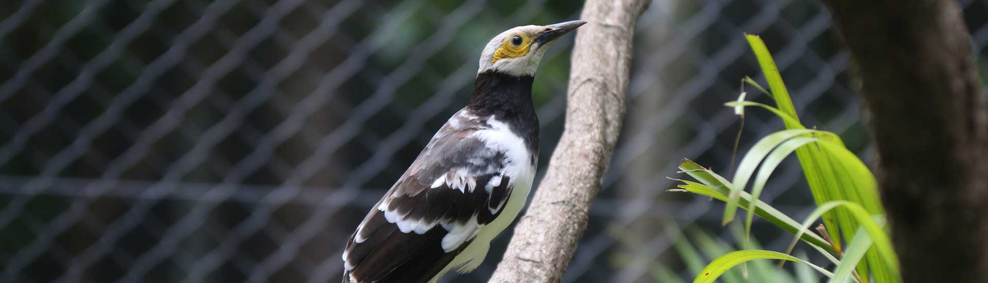black-collared-starling-cover Black-collared Starling