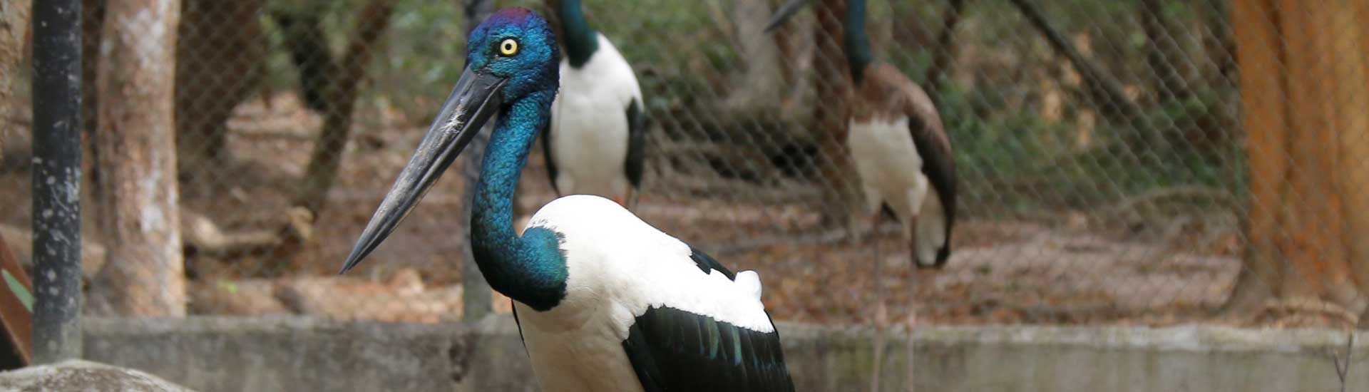 black-necked-stork-cover Black-necked Stork