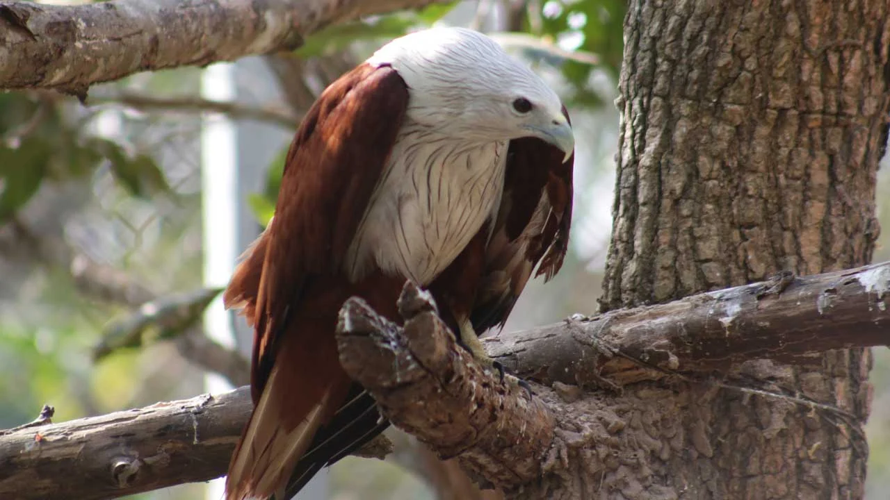 Brahminy Kite