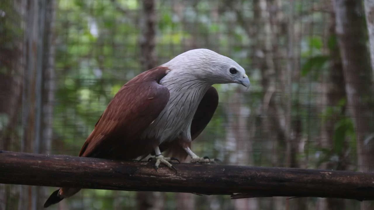 Brahminy Kite