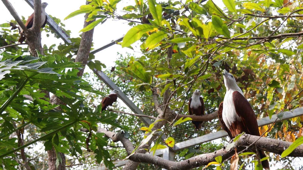 Brahminy Kite