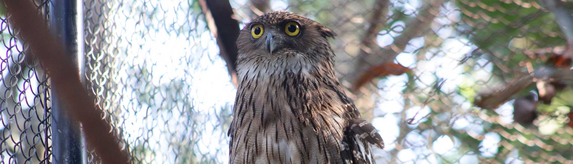 brown-fish-owl-cover Brown Fish Owl