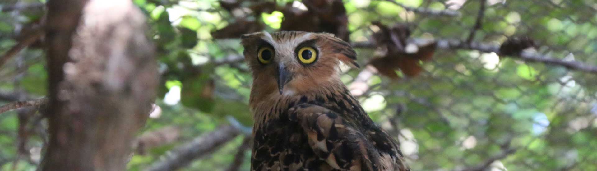 buffy-fish-owl-cover Buffy Fish Owl