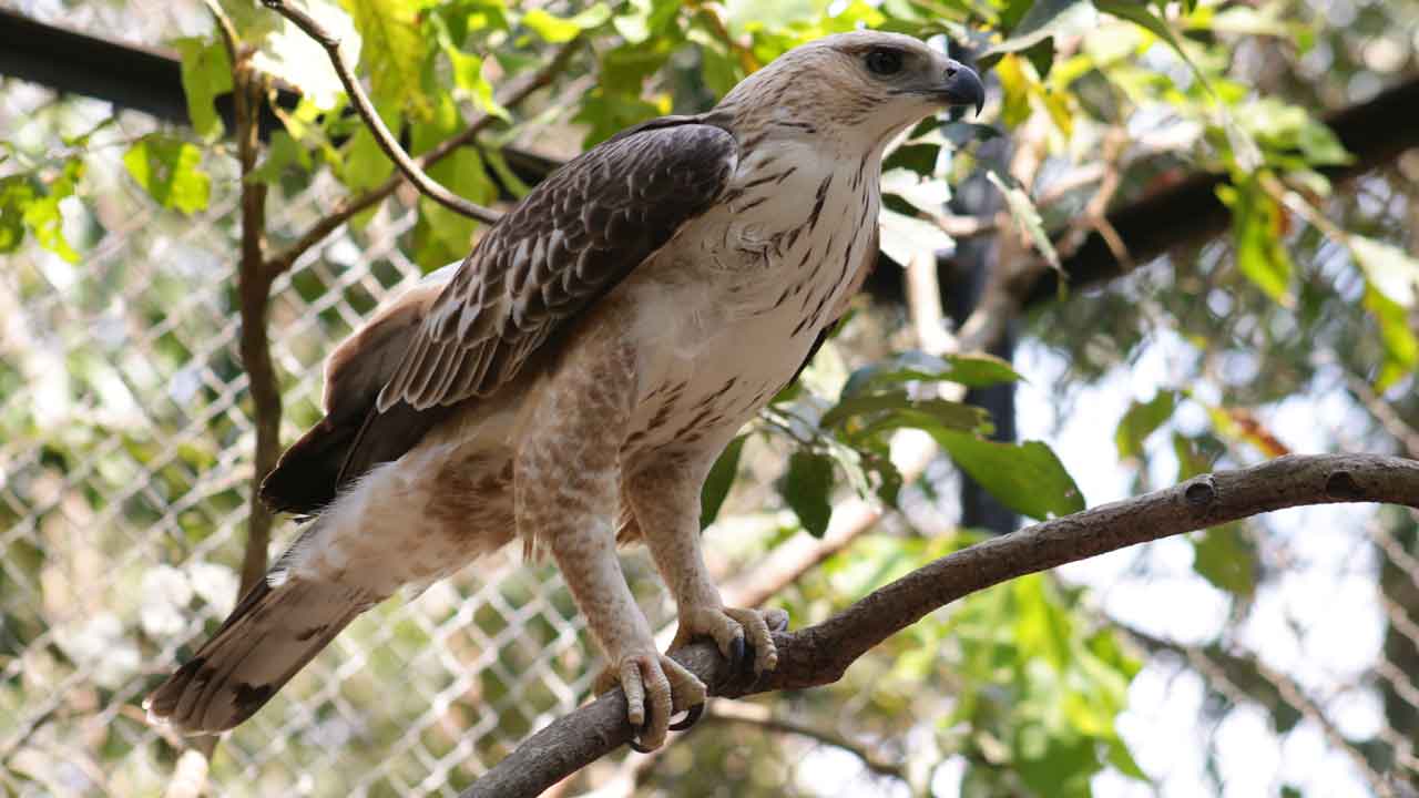 Changeable Hawk-Eagle