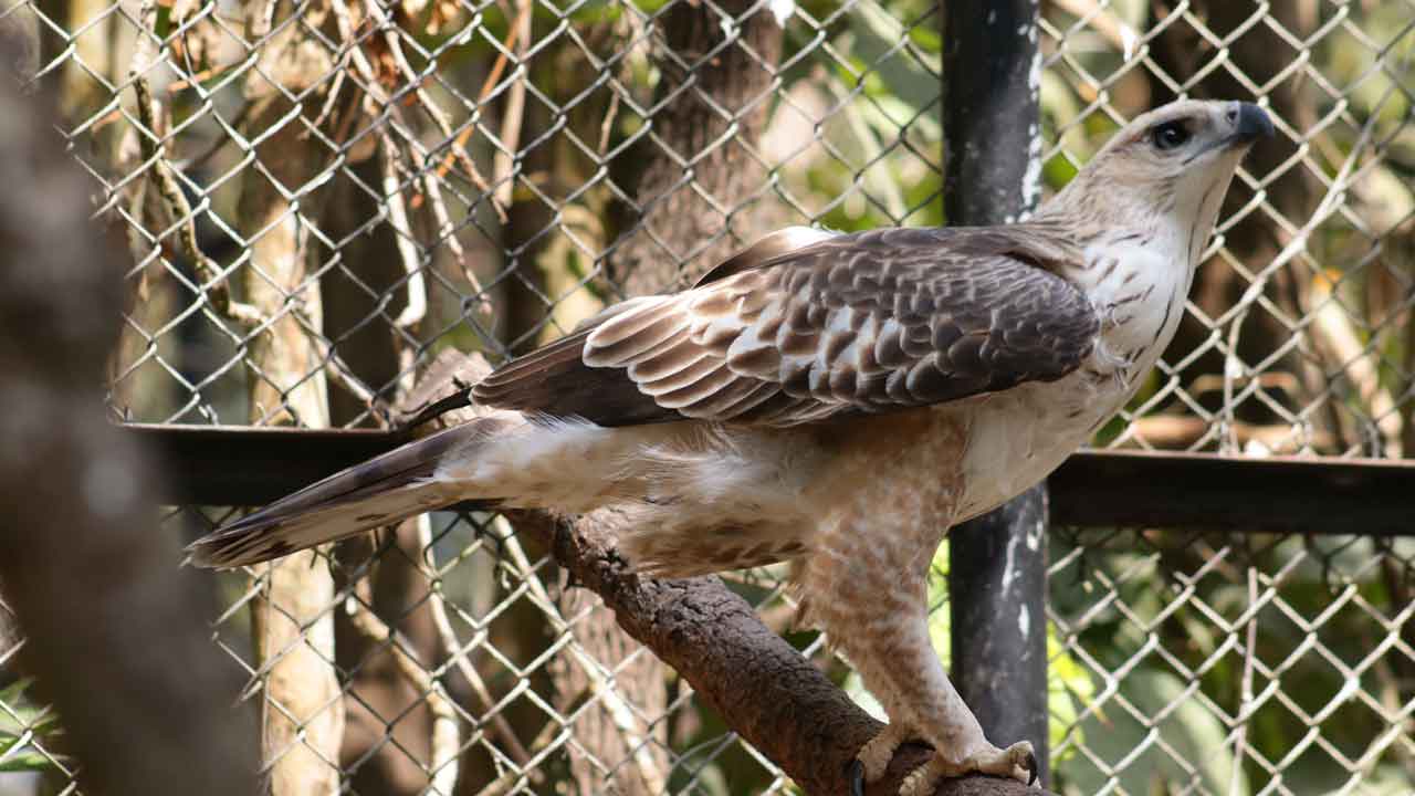 Changeable Hawk-Eagle
