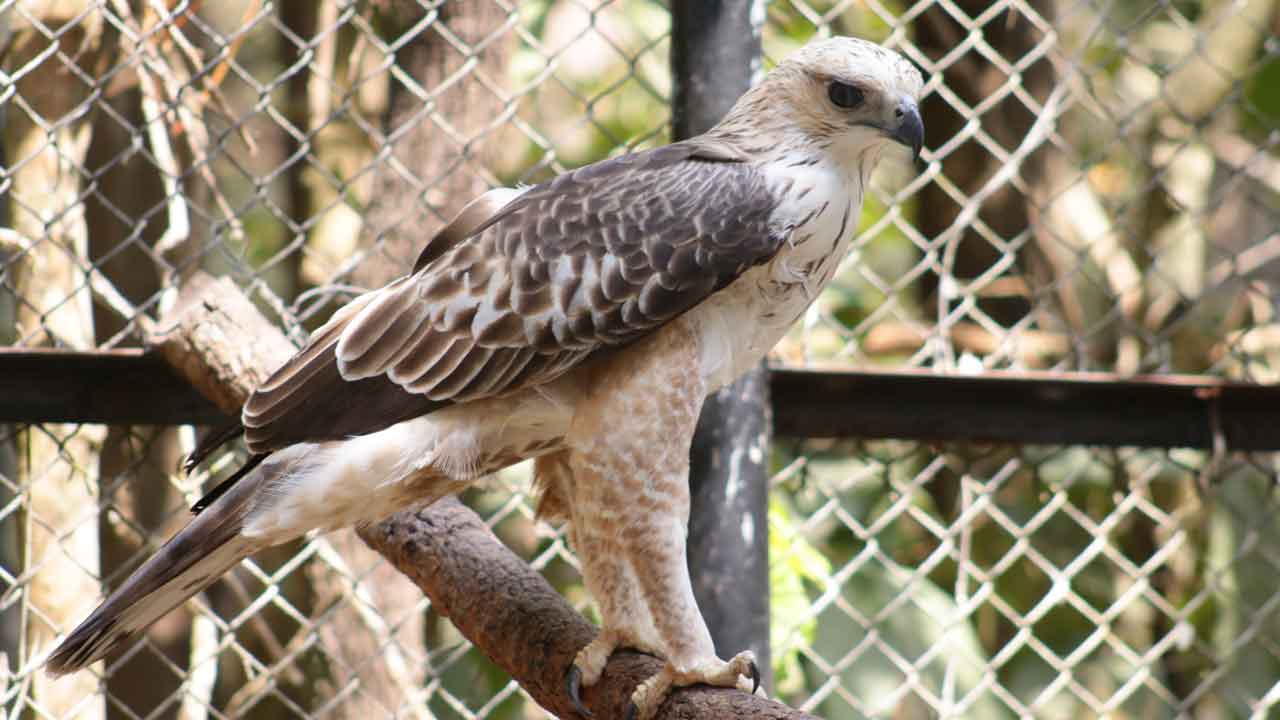 Changeable Hawk-Eagle