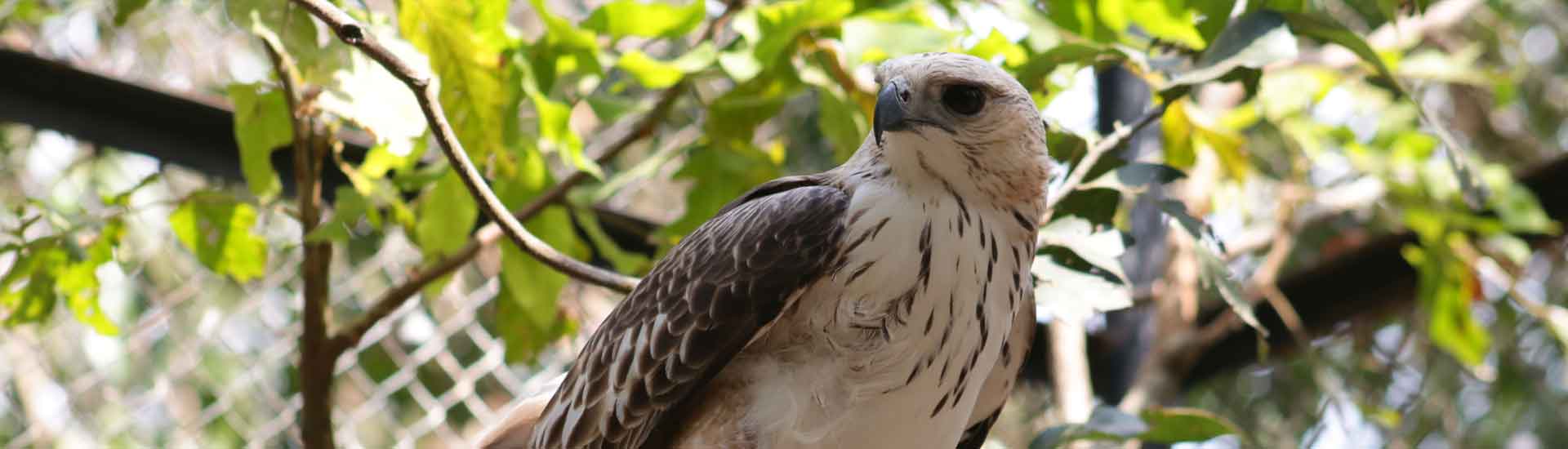Changeable Hawk-Eagle