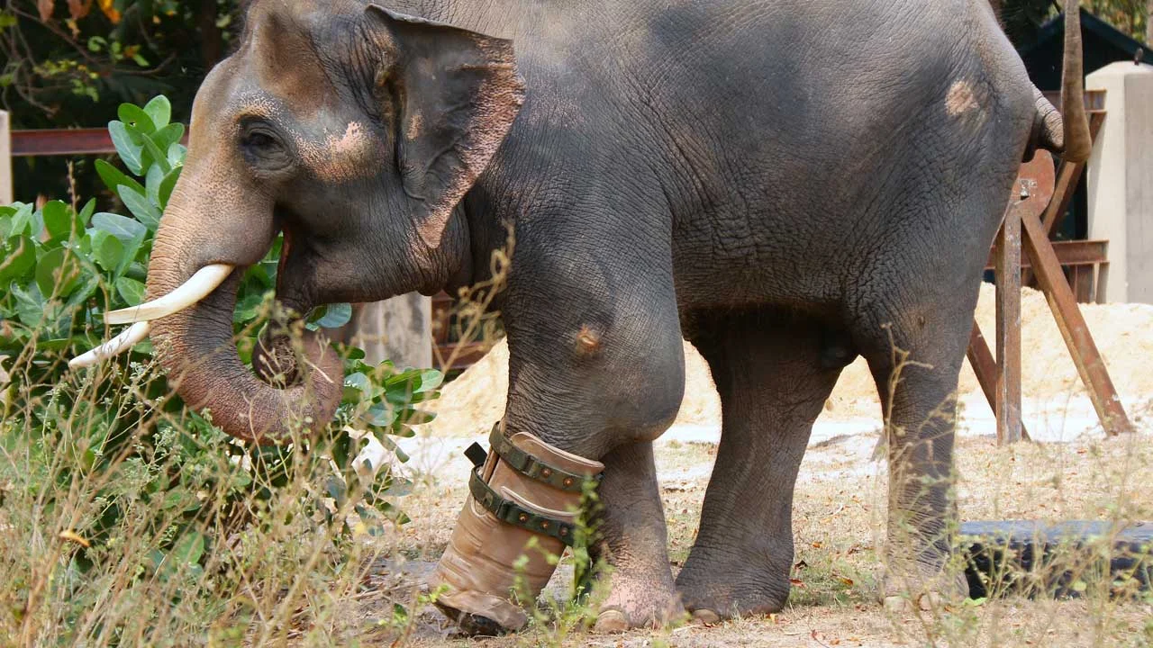 chouk-elephant-1 Chouk Elephant