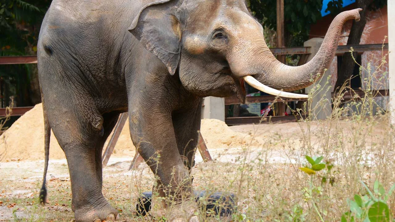 chouk-elephant-2 Chouk Elephant