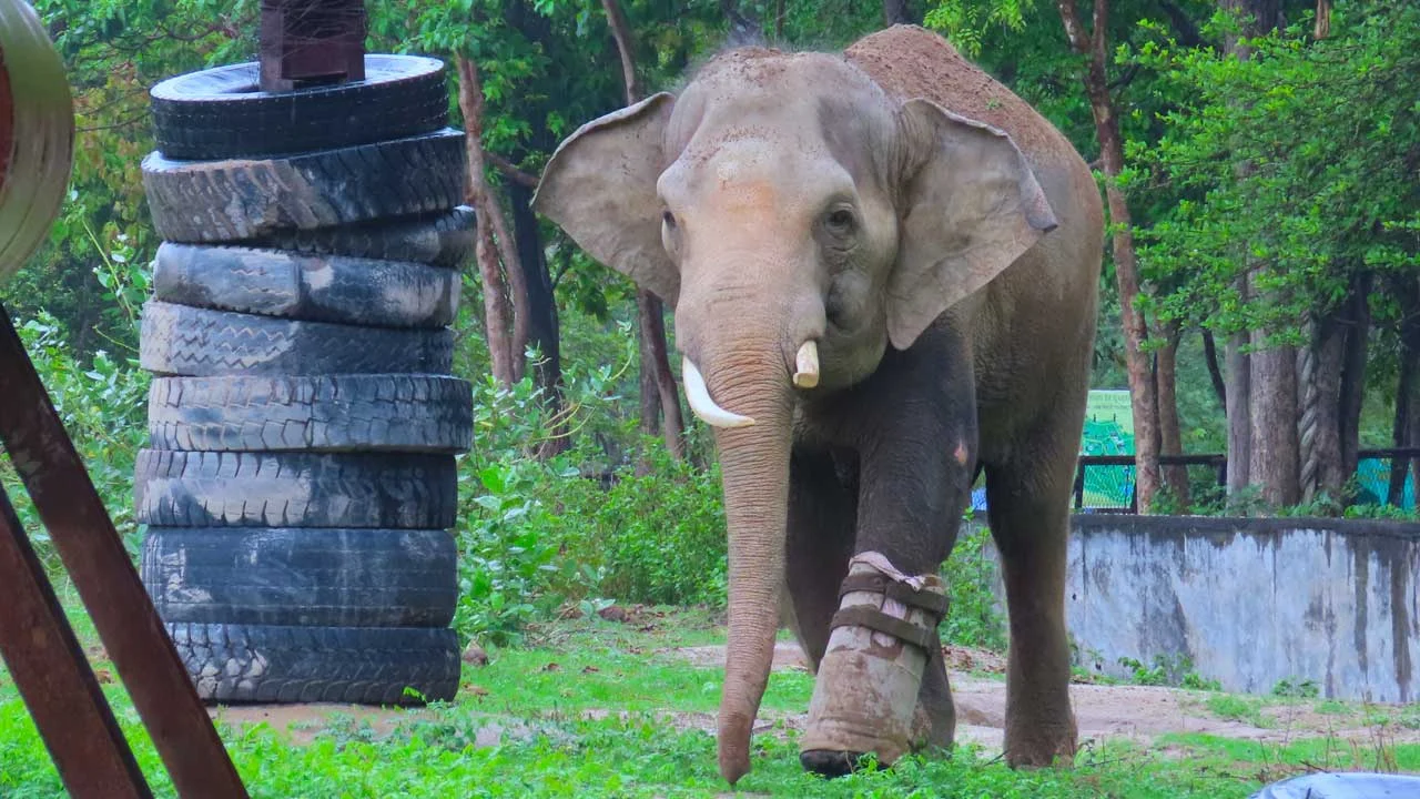 chouk-elephant-3 Chouk Elephant