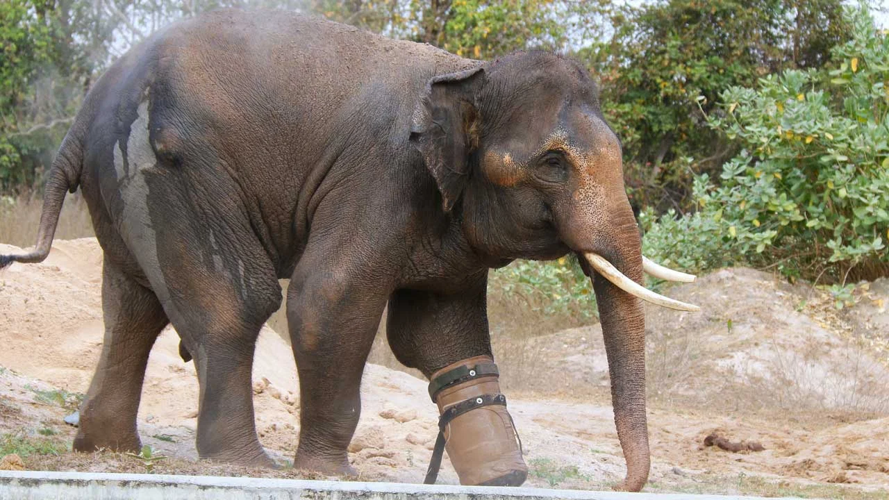 chouk-elephant-7 Chouk Elephant