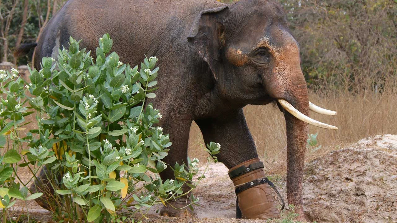chouk-elephant-8 Chouk Elephant