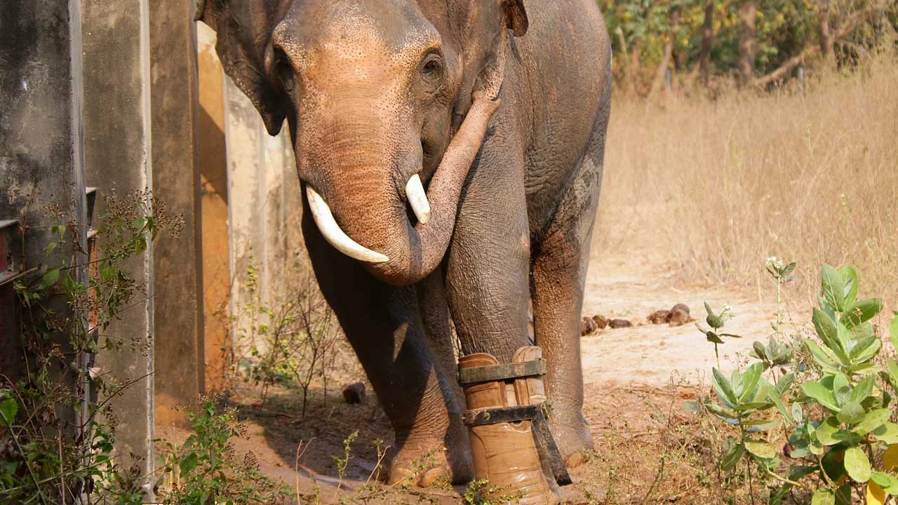 chouk-elephant-9 Chouk Elephant