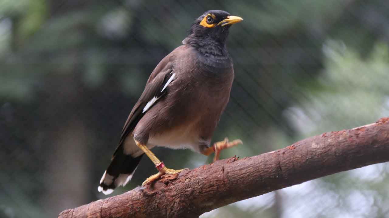 Common Myna