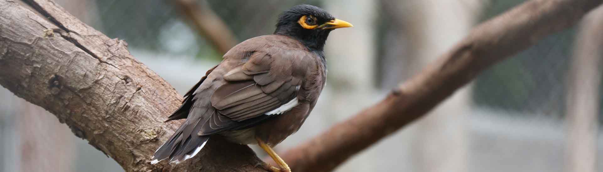 common-myna-cover Common Myna