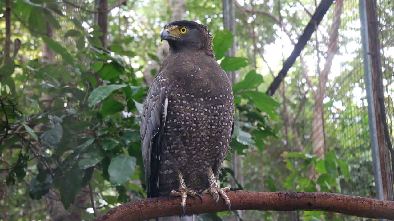 Crested Serpent Eagle