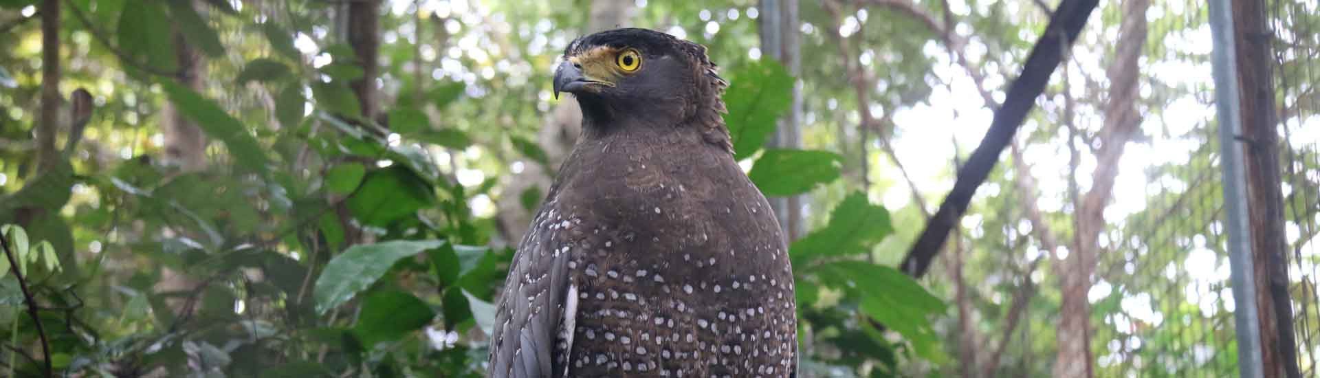 Crested Serpent Eagle