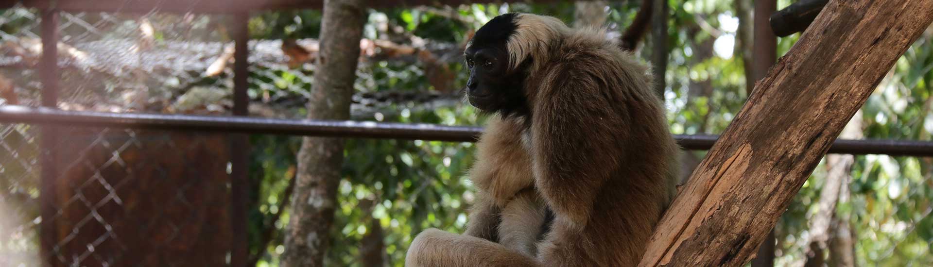 Gibbon with a disability arm