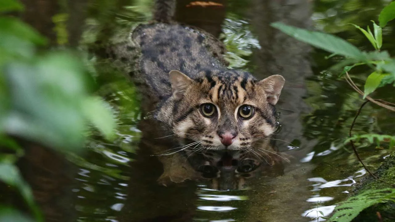 Fishing Cat