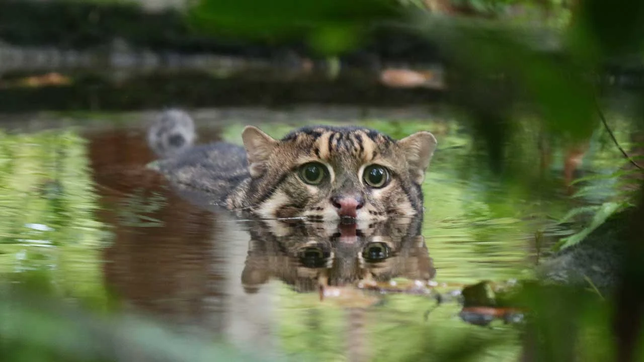 Fishing Cat