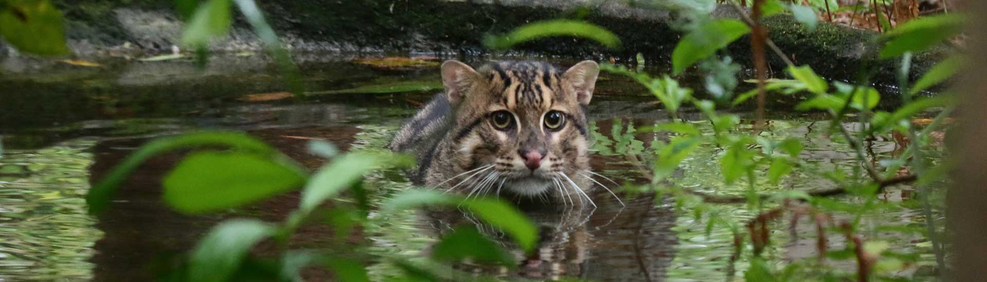 fishing-cat-cover Fishing Cat