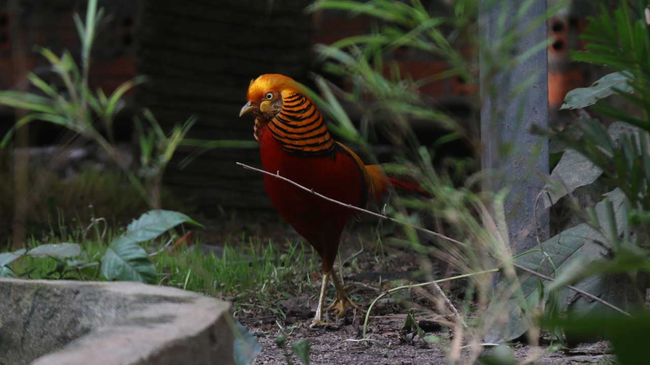 Golden Pheasant