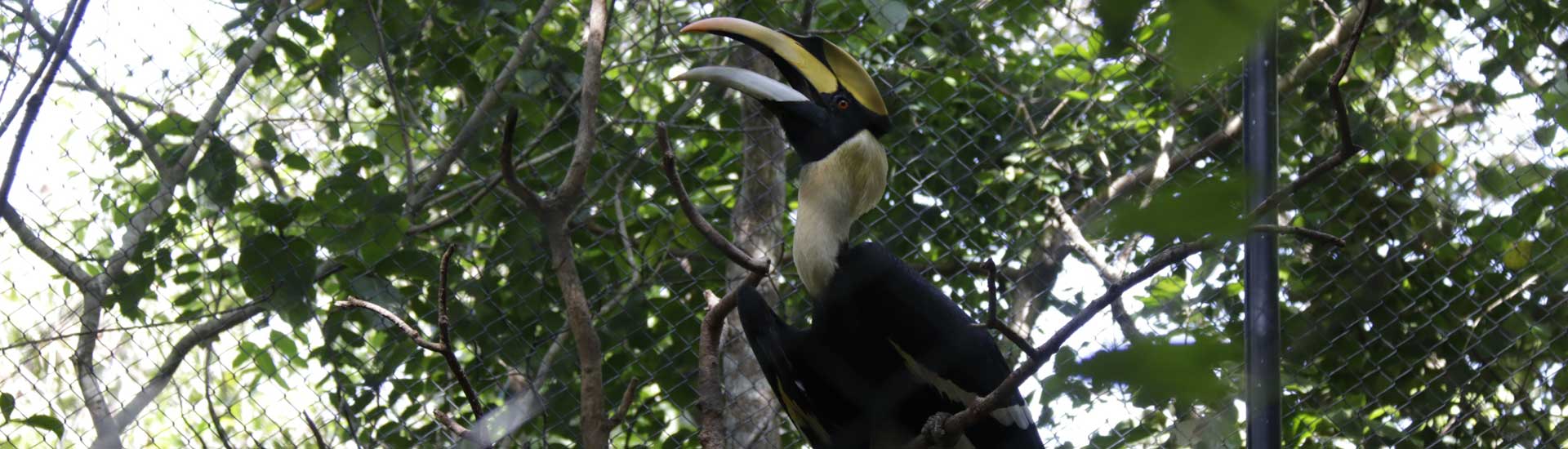 great-hornbill-cover Great Hornbill