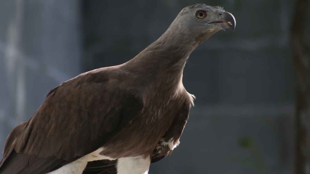 Grey-headed Fish Eagle