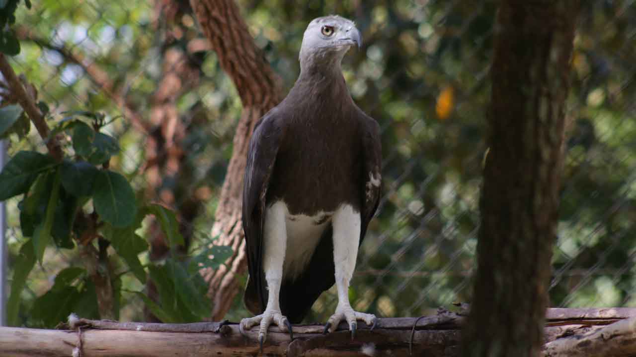Grey-headed Fish Eagle
