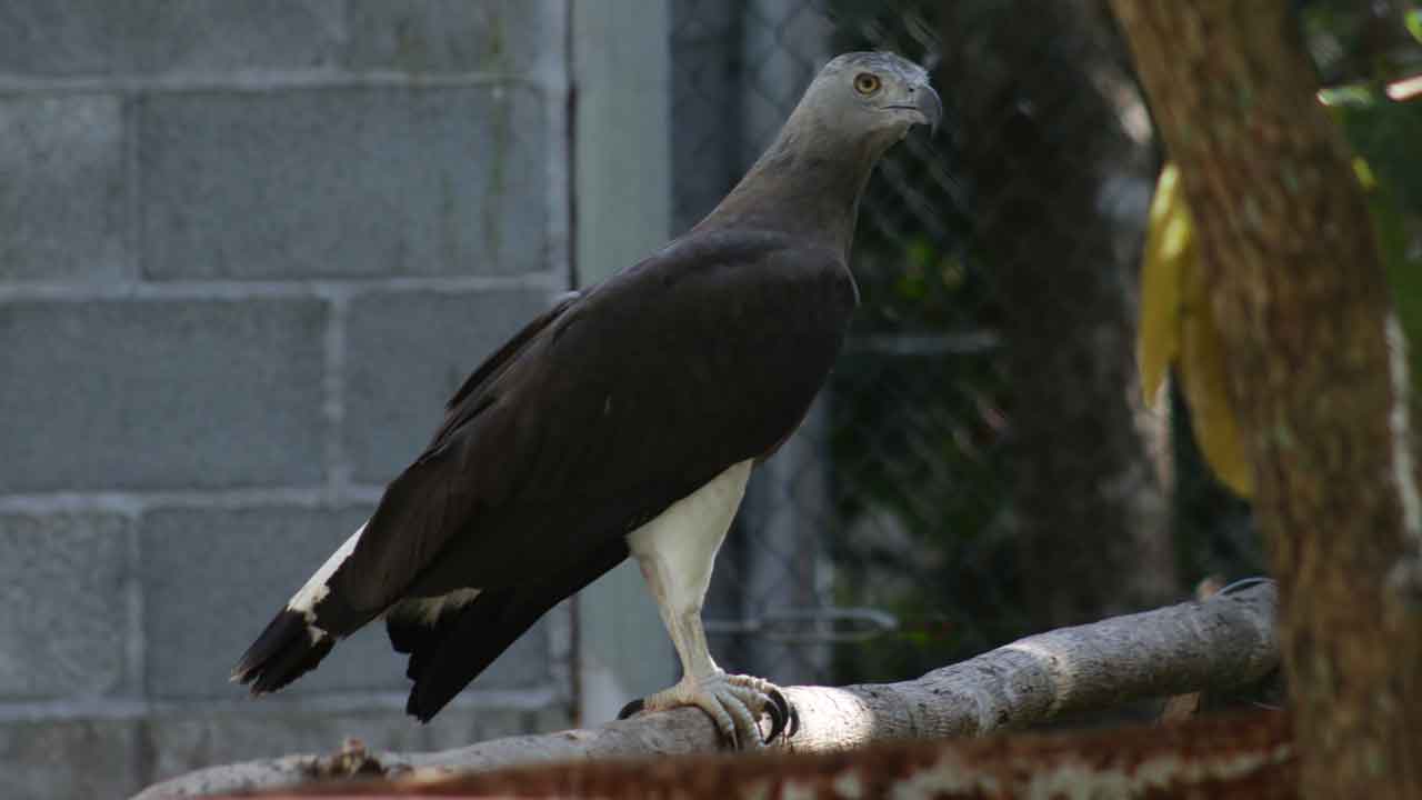 Grey-headed Fish Eagle