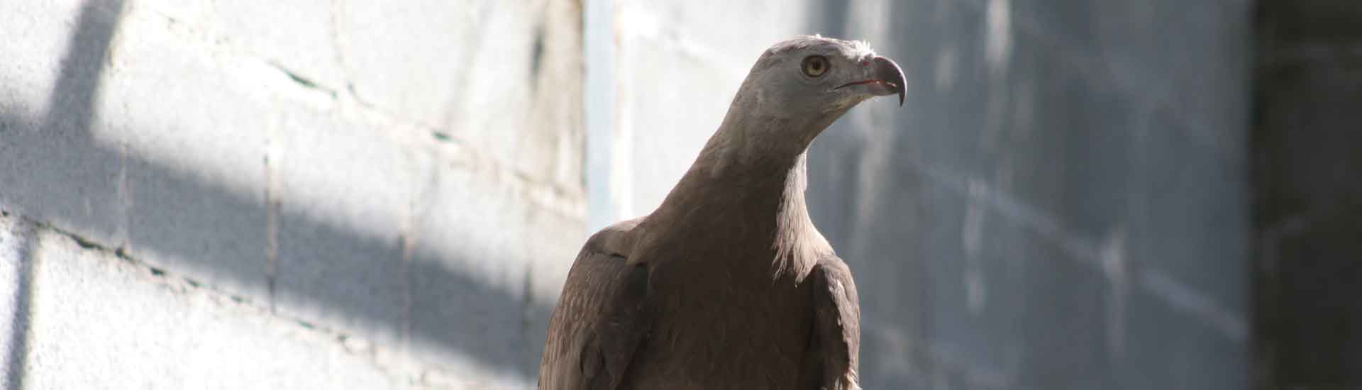 Grey-headed Fish Eagle