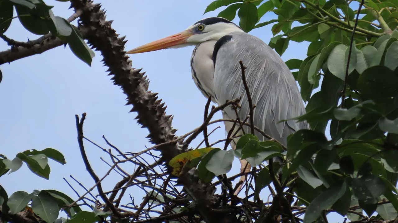 Grey heron