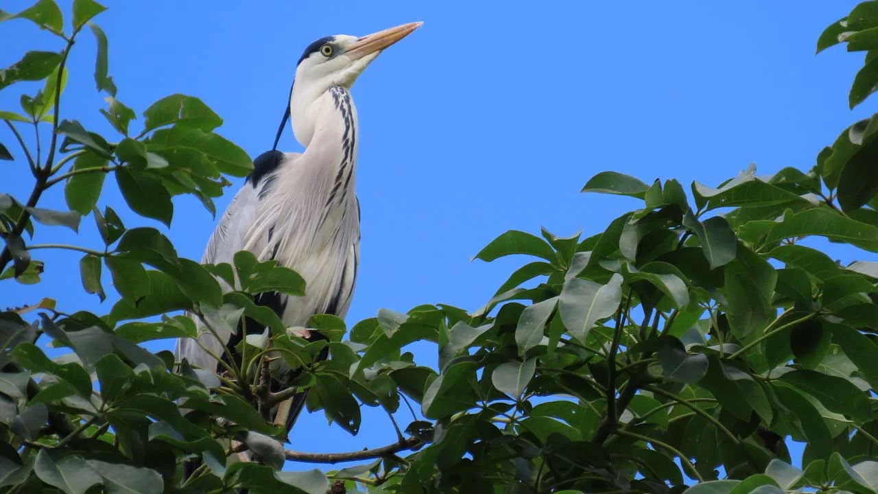 Grey heron