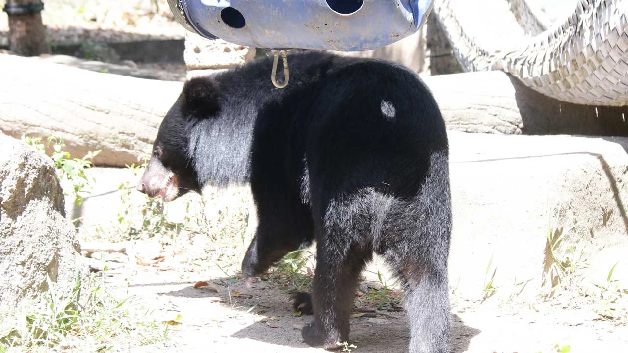 impaired-arm-bear-1 Bear cub with an impaired arm