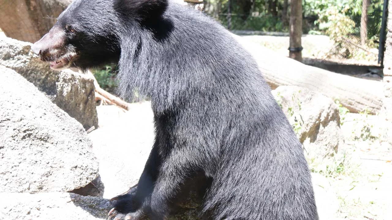 impaired-arm-bear-2 Bear cub with an impaired arm