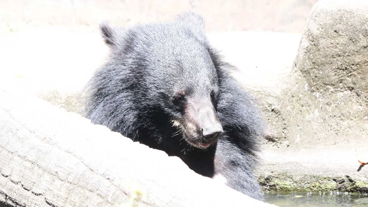 impaired-arm-bear-3 Bear cub with an impaired arm