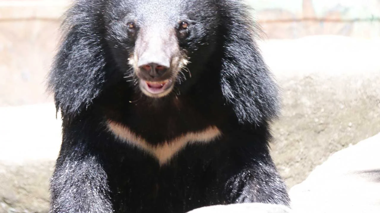 impaired-arm-bear-4 Bear cub with an impaired arm
