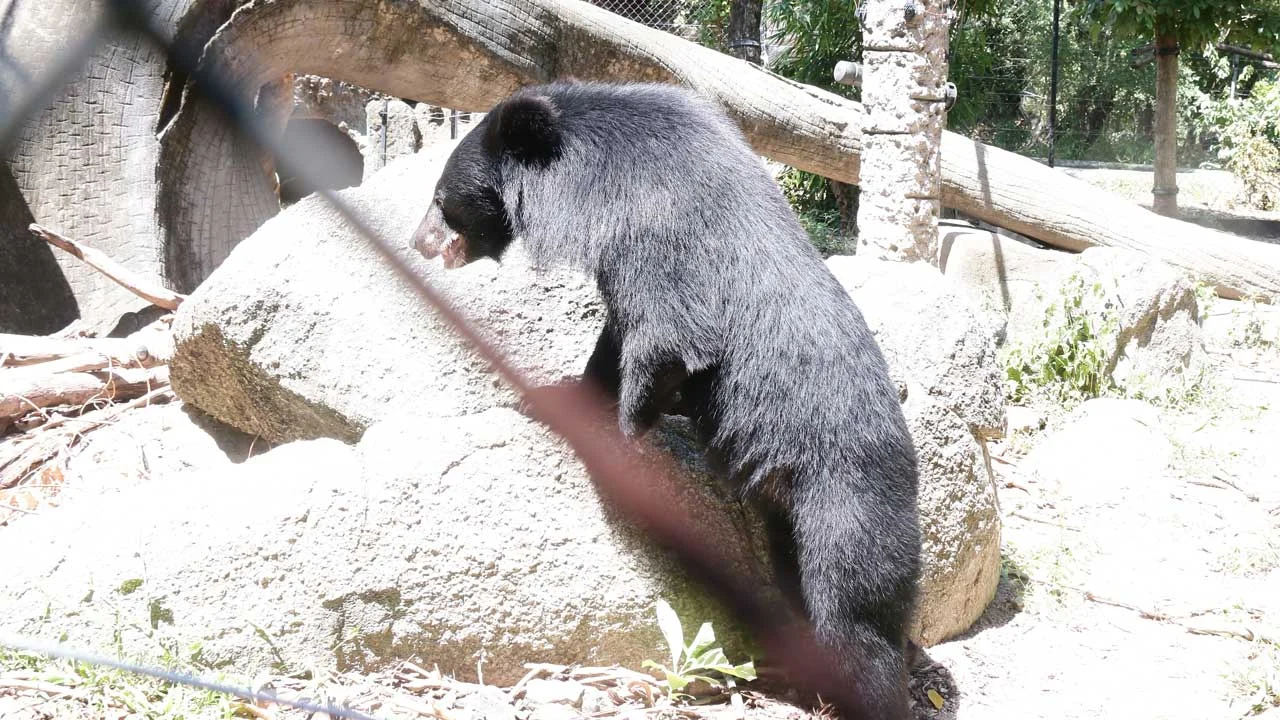 impaired-arm-bear-5 Bear cub with an impaired arm