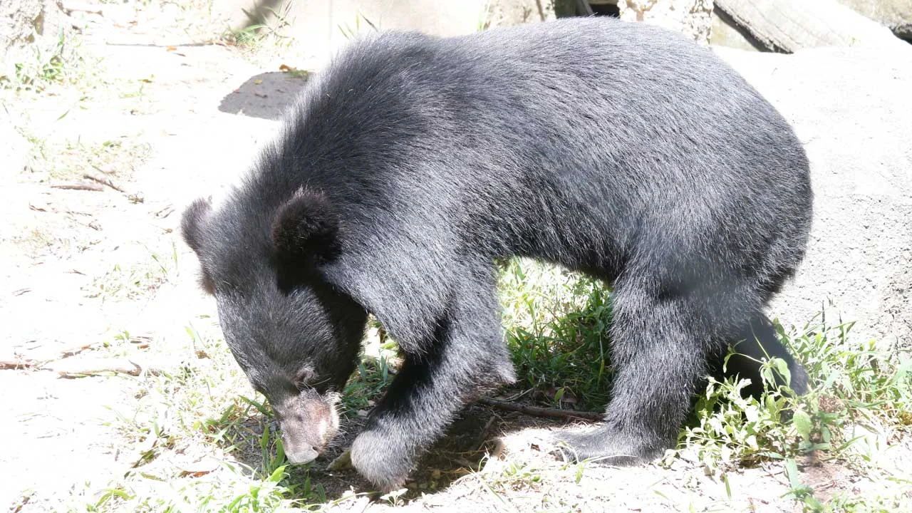 impaired-arm-bear-6 Bear cub with an impaired arm