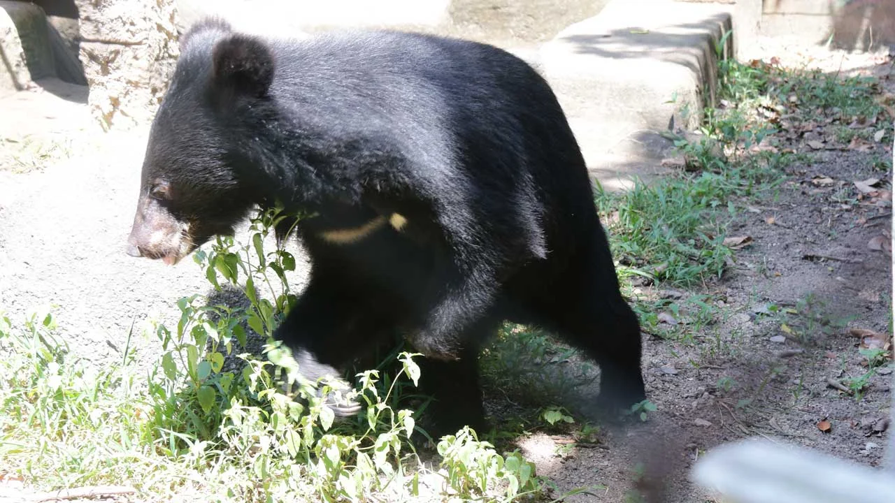 impaired-arm-bear-7 Bear cub with an impaired arm