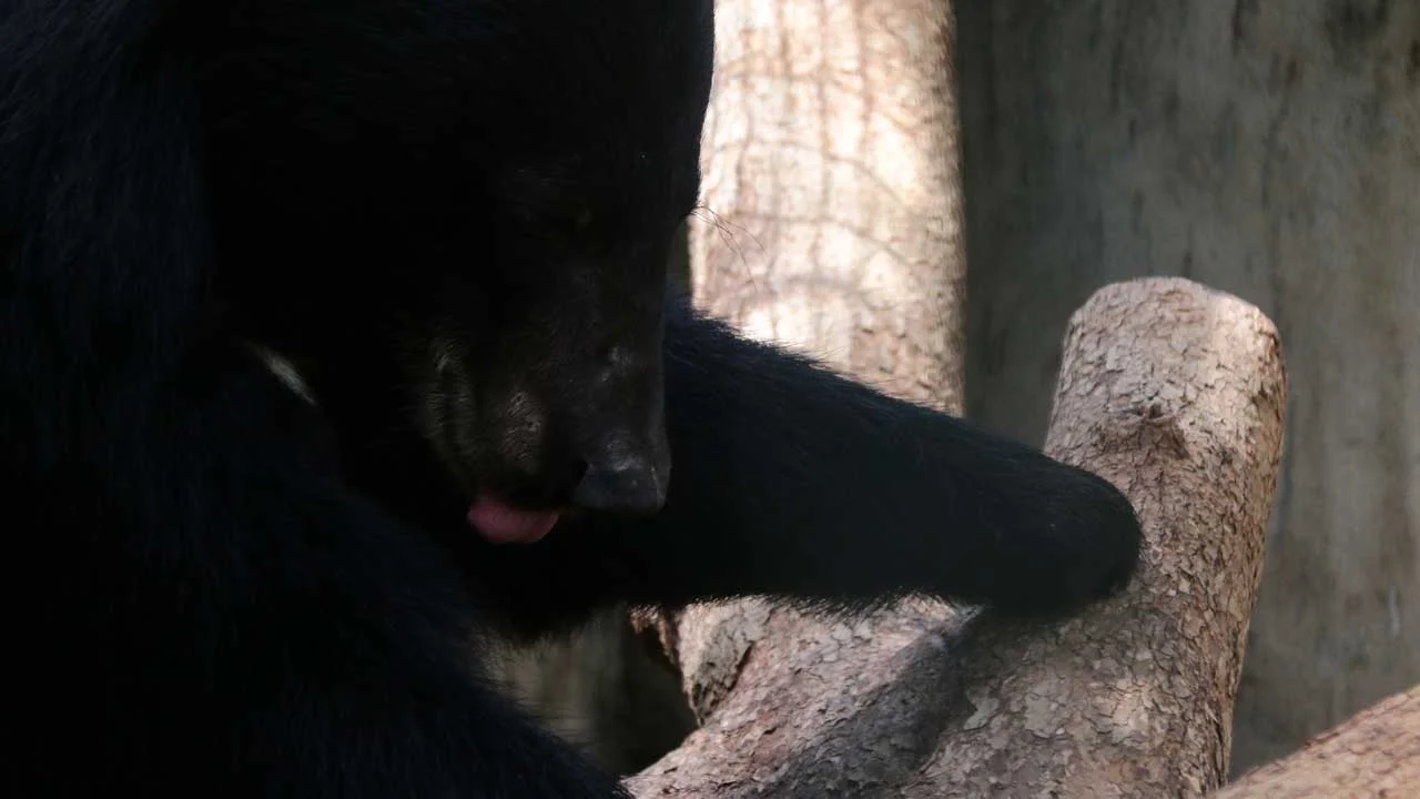 impaired-arm-bear-8 Bear cub with an impaired arm