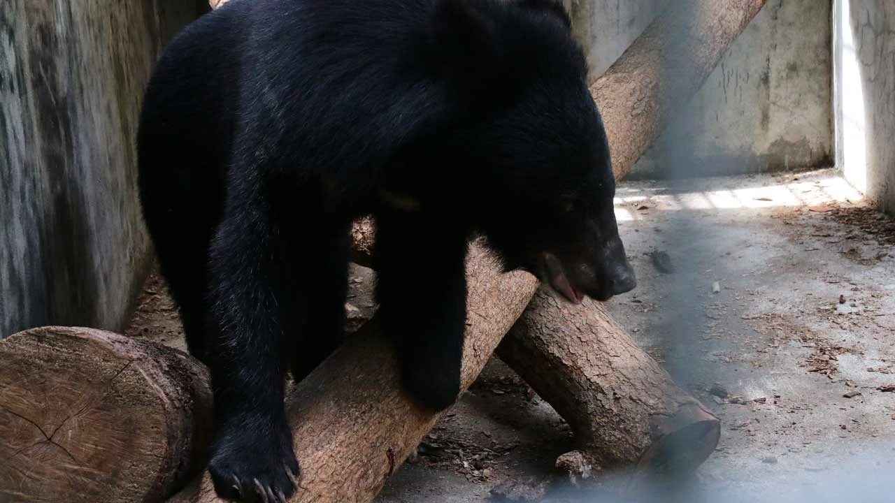 impaired-arm-bear-9 Bear cub with an impaired arm