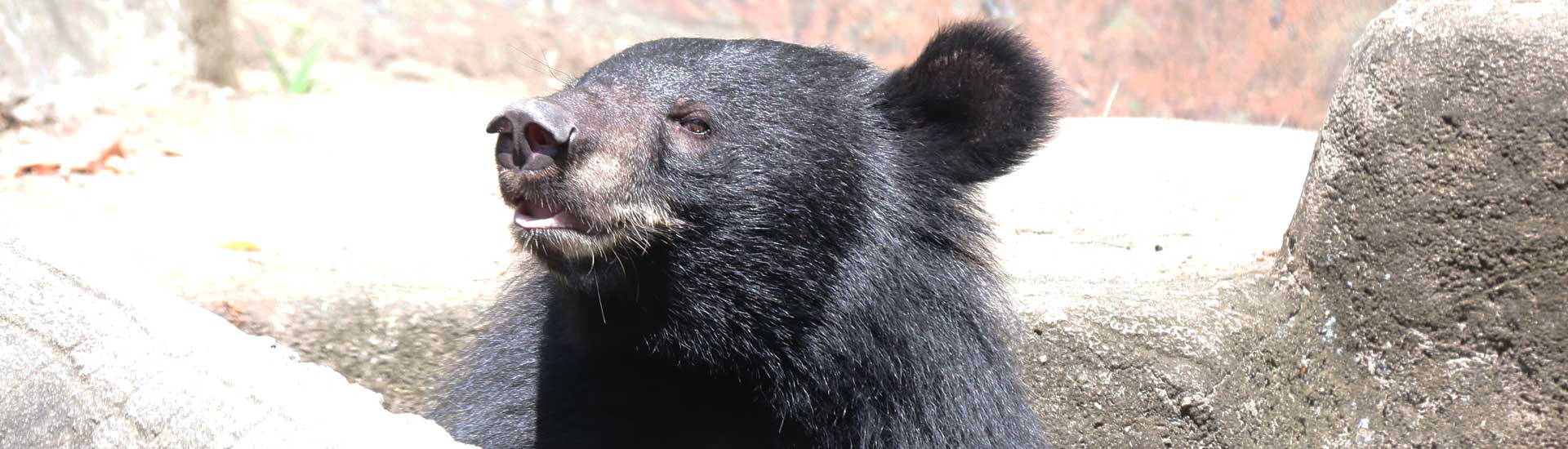 impaired-arm-bear-cover Bear cub with an impaired arm