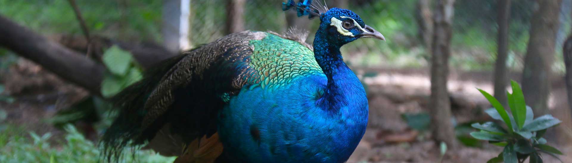 indian-peafowl-cover Indian Peafowl
