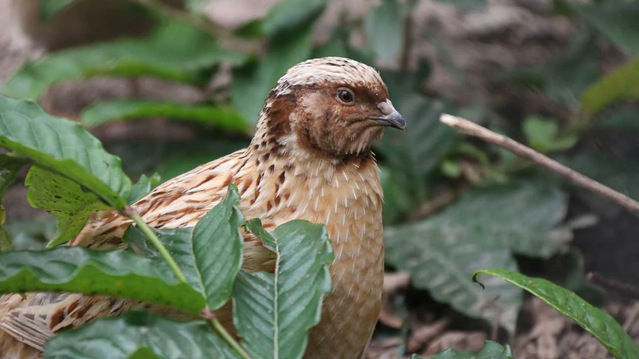 japanese-quail