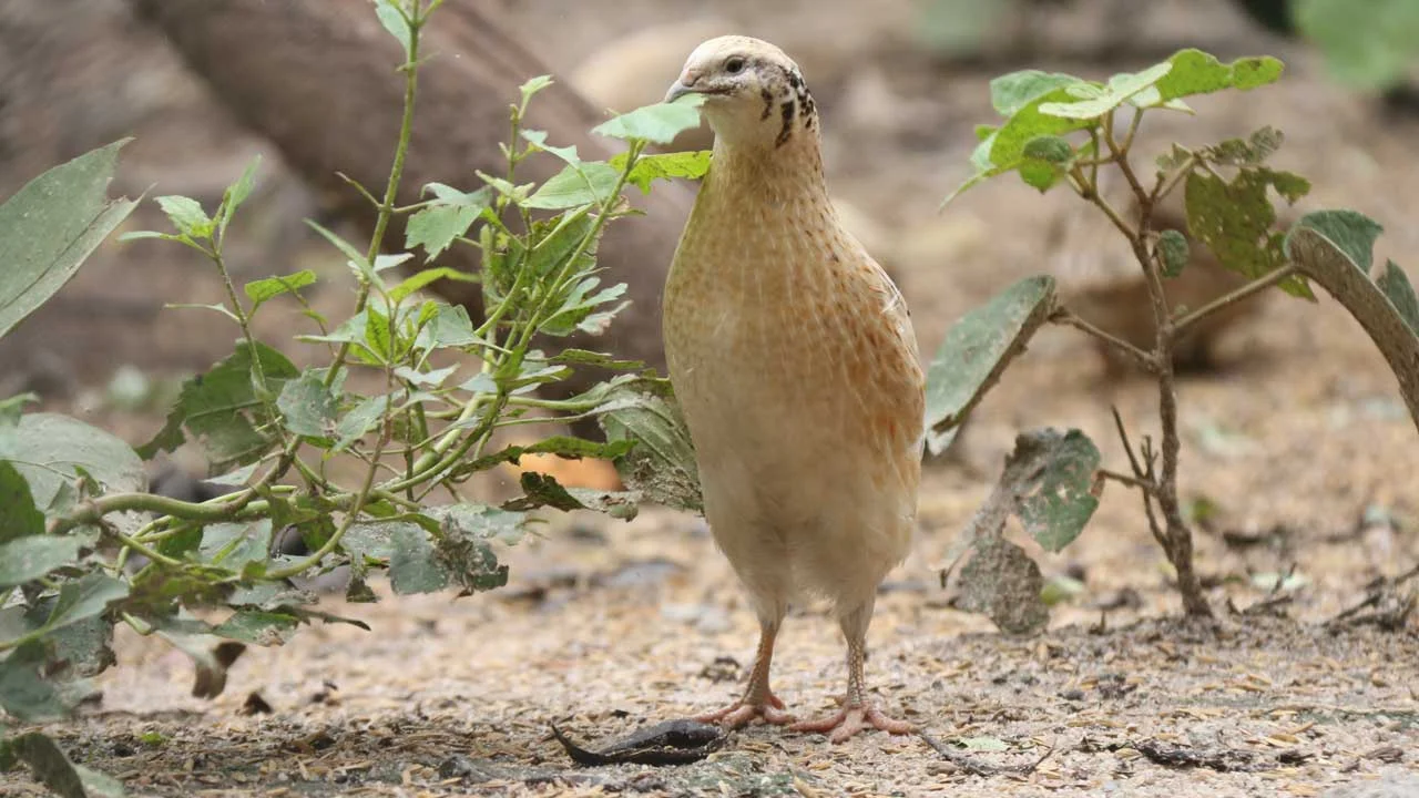 japanese-quail