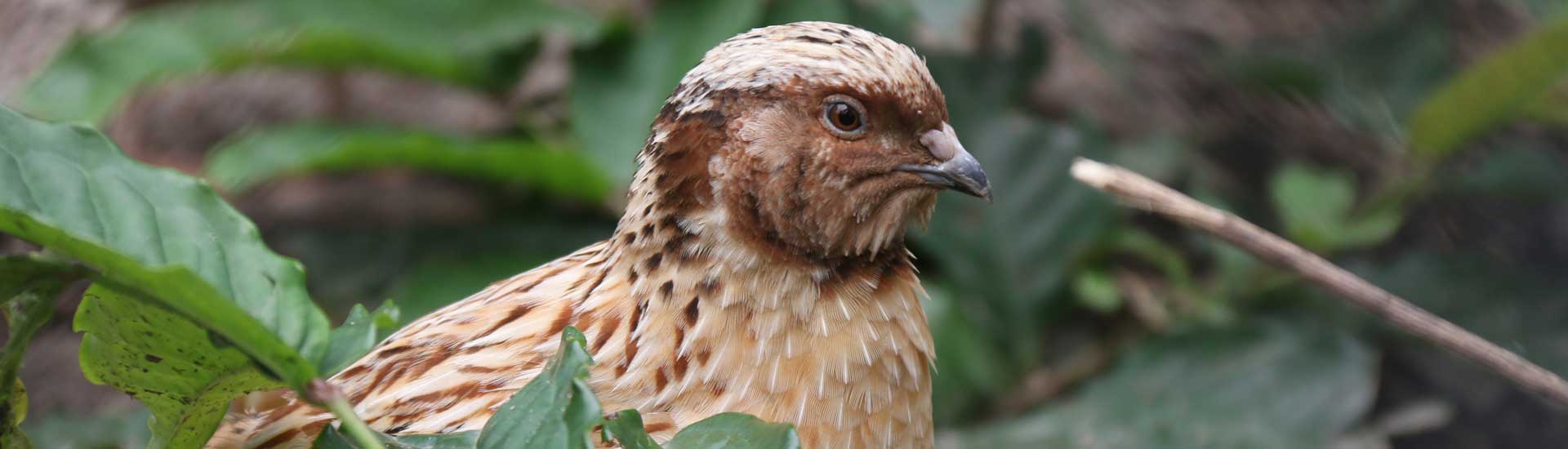 japanese-quail-cover Japanese Quail