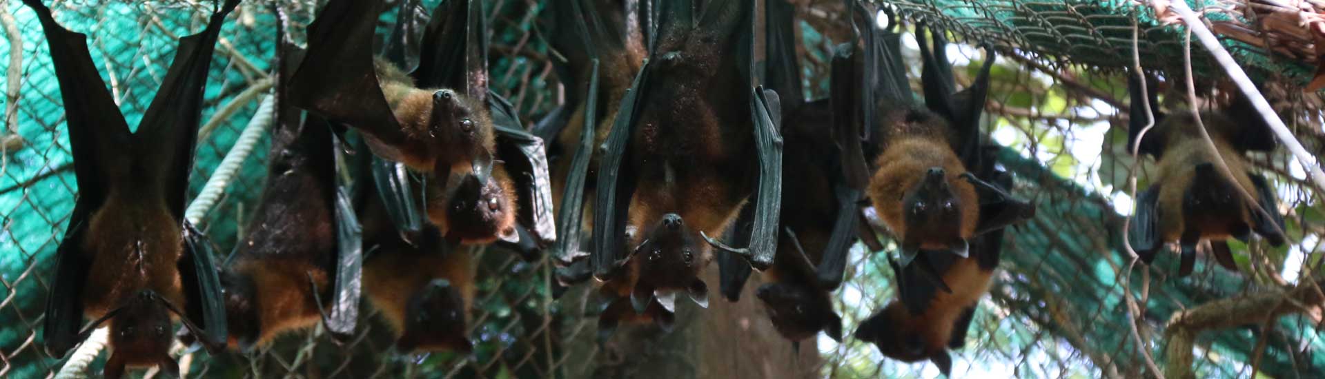large-flying-fox-cover Large Flying Fox