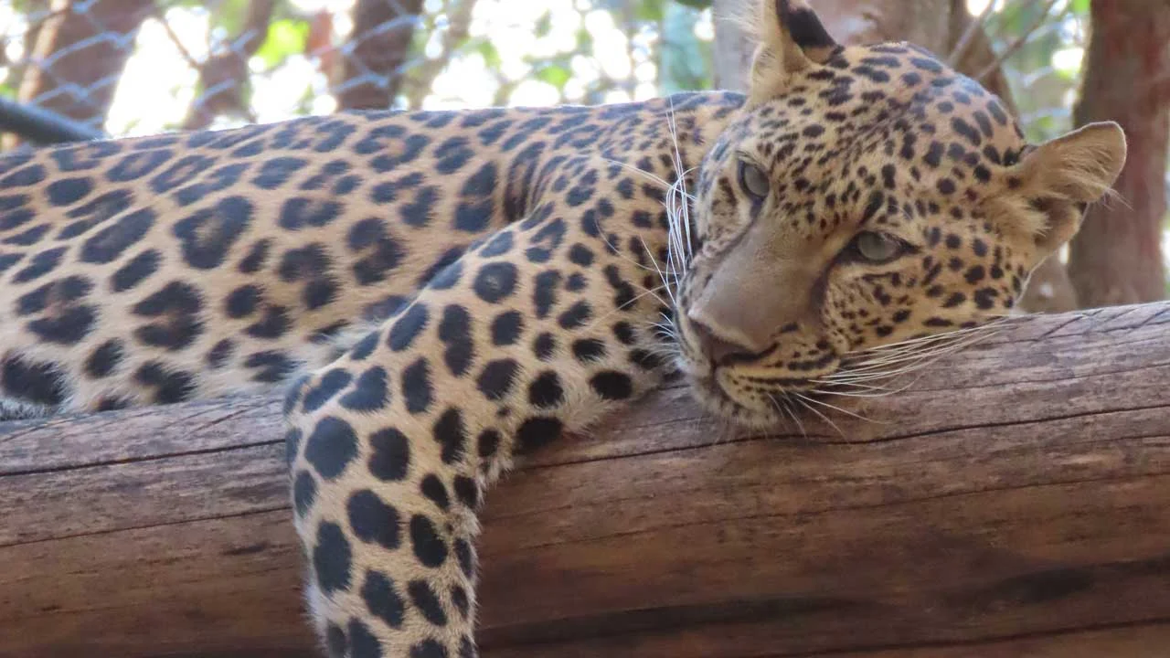 Leopard